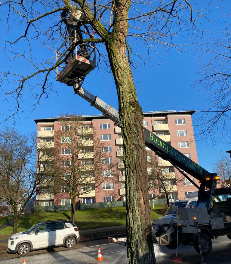 Baumfällarbeit